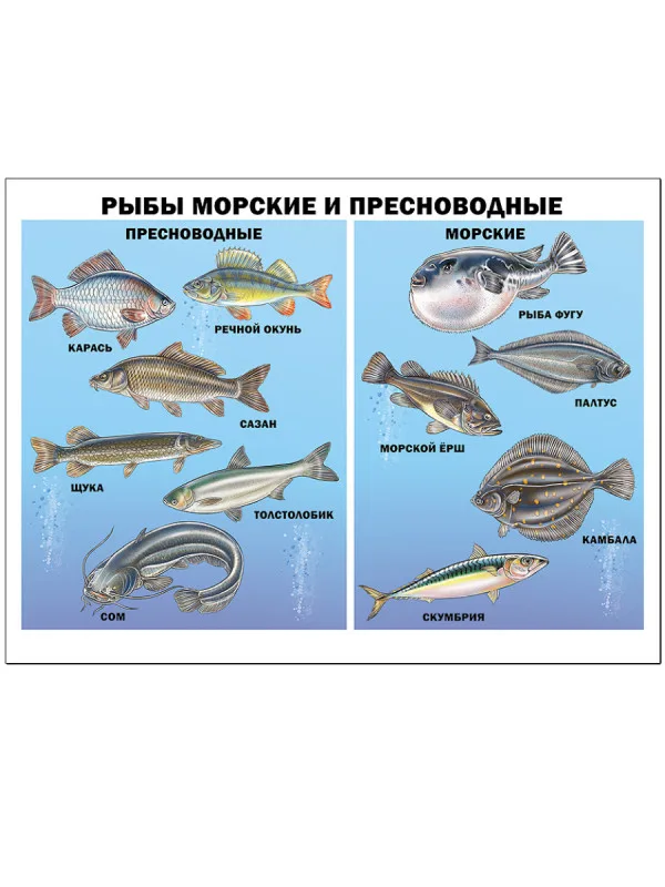 ПЛАКАТ. РЫБЫ МОРСКИЕ И ПРЕСНОВОДНЫЕ